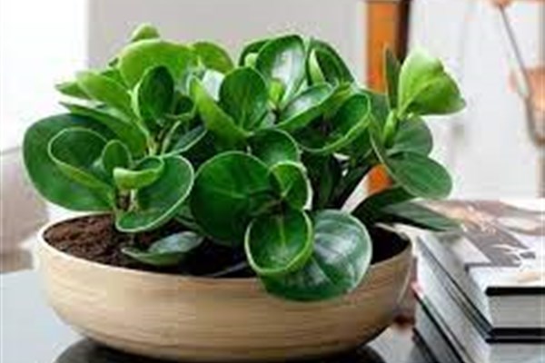 Những Loại Cây Phong Thủy Bàn Làm Việc Đem Đến May Mắn Và Tài Lộc